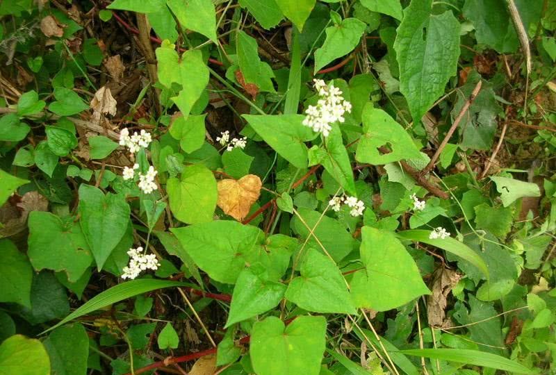 「动植物进出口」2021年国家林业、草原局重点保护野生植物名录