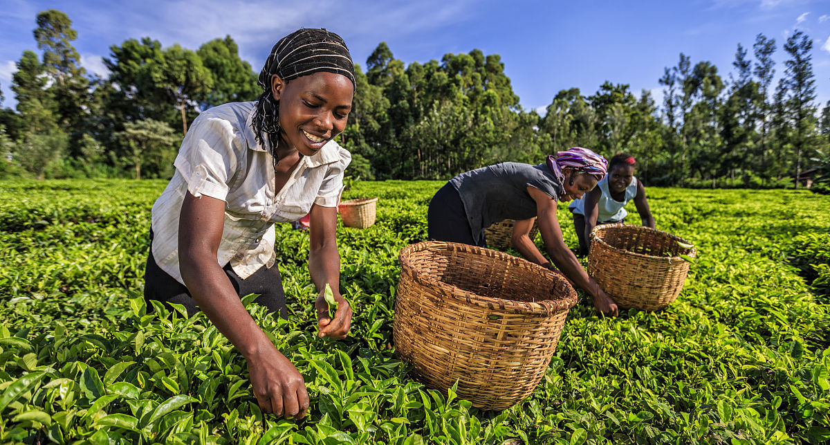 绿茶出口贸易的基本流程和需要提交的材料有什么？