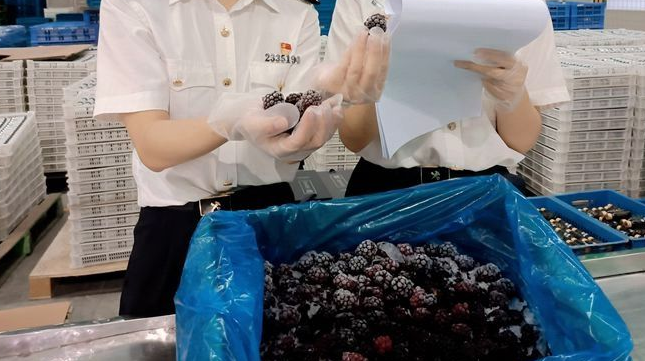「冰冻黑莓进出口代理报关」扬州冰冻黑莓首次出口到国外,带动了村民的致富之路