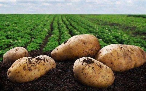 食品出口代理|土豆出口检疫要求是什么？出口操作流程有哪些？